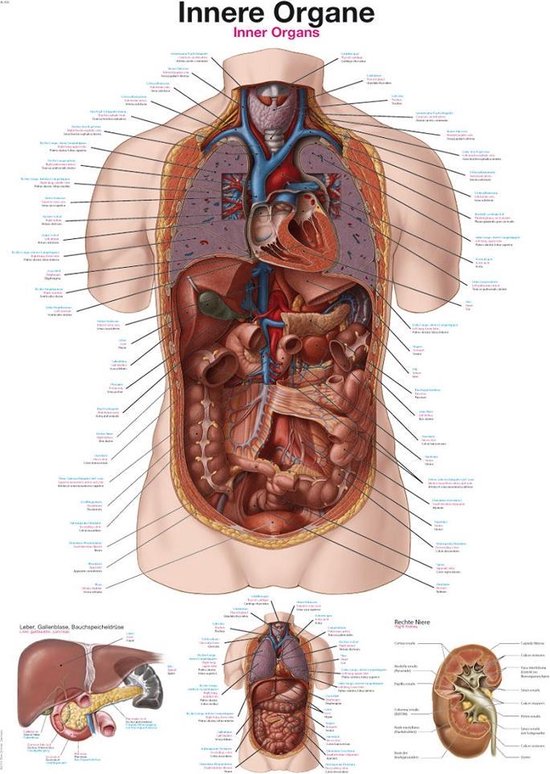 Le corps humain - Poster anatomie organes (allemand / anglais / latin, film plastique, 70x100 cm)