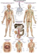 Het menselijk lichaam - anatomie poster lymfe (Duits/Engels/Latijn, kunststof-folie, 70x100 cm)