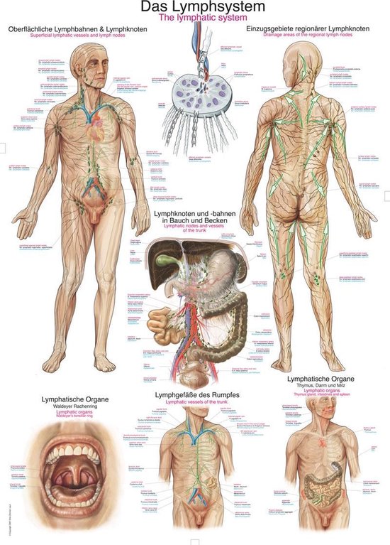 Het menselijk lichaam - anatomie poster lymfe (Duits/Engels/Latijn, kunststof-folie, 70x100 cm)