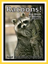 Just Racoon Photos! Big Book of Photographs & Pictures of Racoons Vol. 1