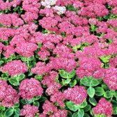 6 x Sedum Spectabile 'Brillant' - Vetkruid Pot 9x9 cm - Roze Bloemen