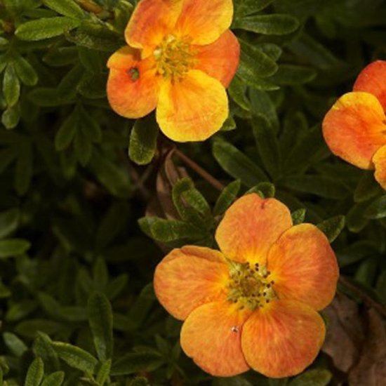 Potentilla Fruticosa 'Red Ace' - Potentille arbustive 'Red Ace' 25-30 cm pot