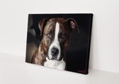 Hond | Close-up | Pitbull | Dieren | Stichting BY Amanda | Canvasdoek | Wanddecoratie | 60CM x 40CM | Schilderij