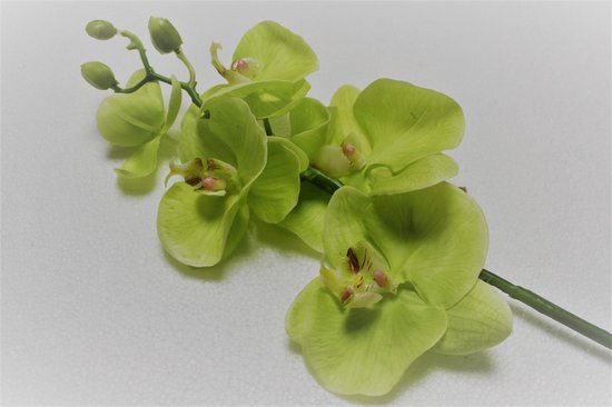 House615 - Fleur en soie - Phalaenopsis - Orchidée - Vert citron - 67cm |  bol.com