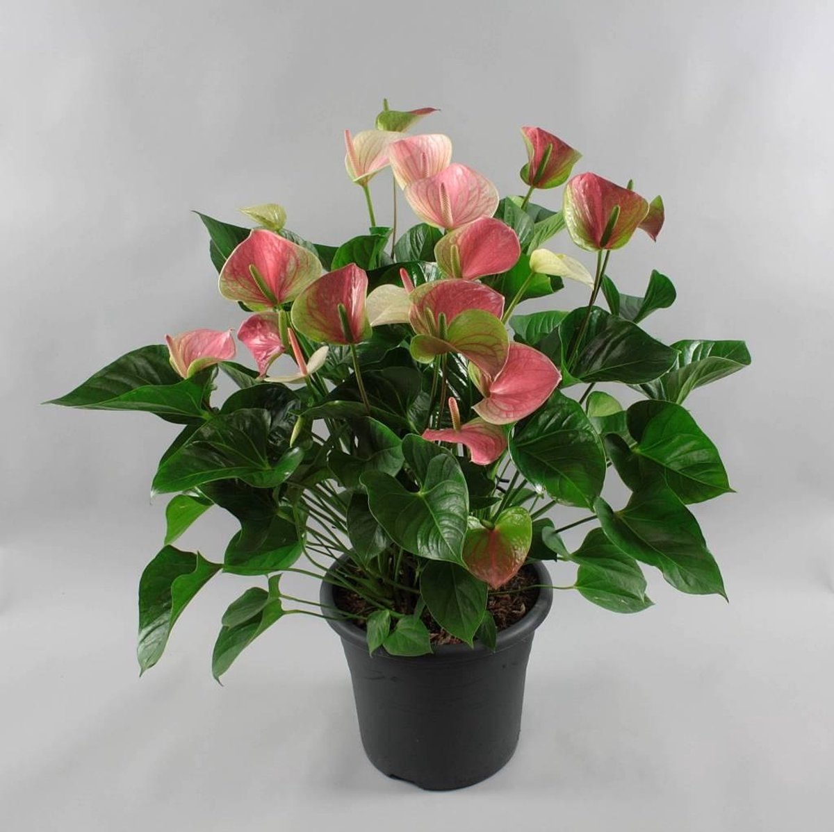 Anthurium Fantasy Love 32, Hoogte 110 CM, Pot  32 CM | bol