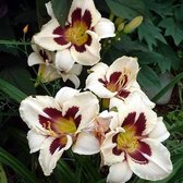 3 x Hemerocallis 'Moonlite Masquerade' - Daglelie pot 9x9cm - Gele bloemen