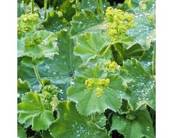 6 x Alchemilla Mollis - Vrouwenmantel pot 9x9cm