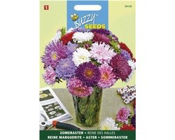 Zomeraster Koningin Der Hallen Gemengd (Callistephus Chinensis) Zaden