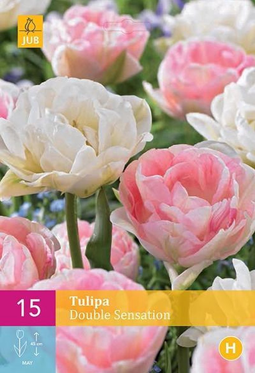 Jub Holland - bloembollen - Tulpen Double Sensation - maat 11/12 - 15 stuks