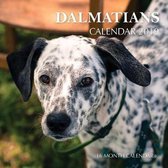 Dalmatians Calendar 2019