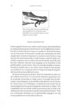 Tekstpagina met een afbeelding van een alligator en krokodil, met tekst.