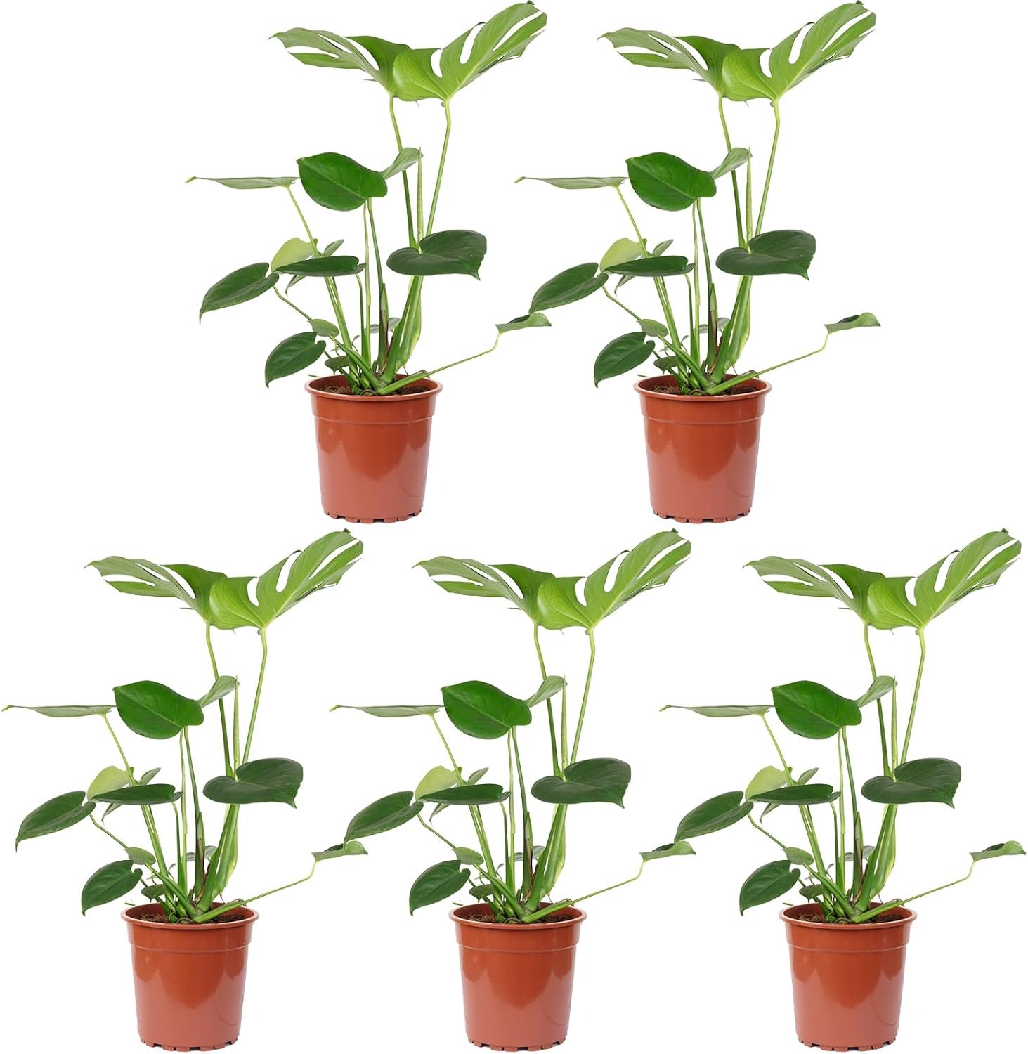 Monstera Deliciosa, Set of 5 Window Leaves, Real Houseplant, Height Approx. 75 cm, Pot Diameter 19 cm - ShopVlot