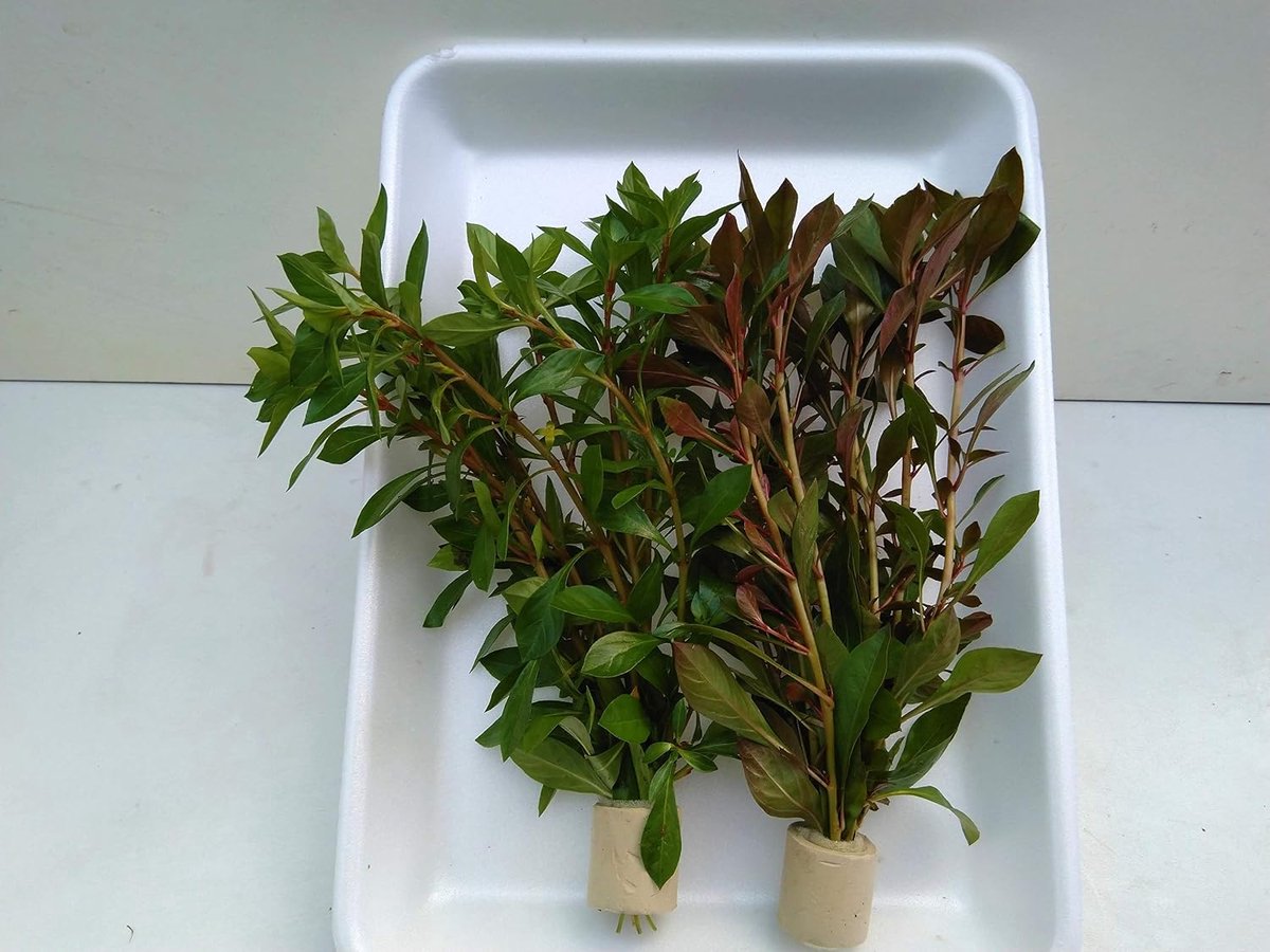 Mix, Ludwigia, 2 tassen 20 stenen, Sumpf Ludwigie Aquarium, waterplanten