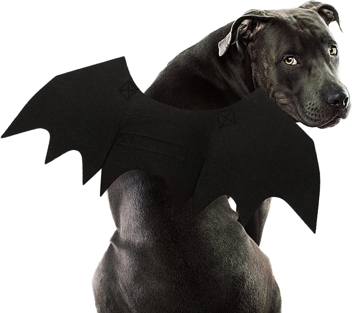 Kostuum hond vleermuis, vleermuisvleugels, maat L