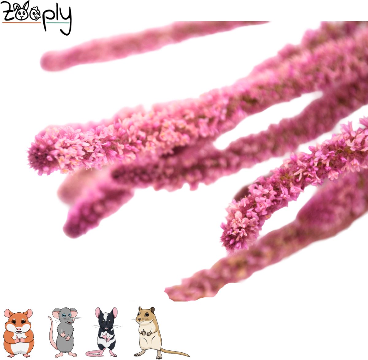 Zooply Zeelavendel - Roze - 70 gram - in koker