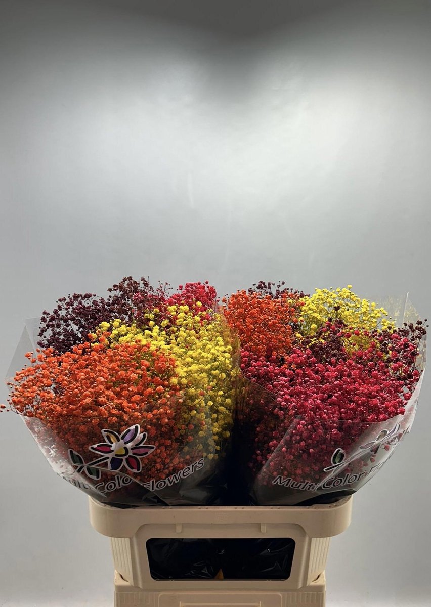 25x Gipskruid xlence herfst mix 80cm