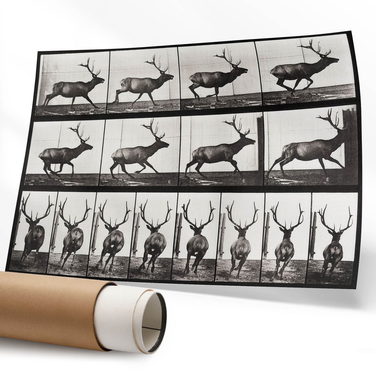 Coloray Polycanvas Wandposter – Dierlijke Voortbeweging, Zwart – 594 x 840 mm – Grijs Decoratie – Rechthoek – Muurdecoratie – Kantoor – Modern