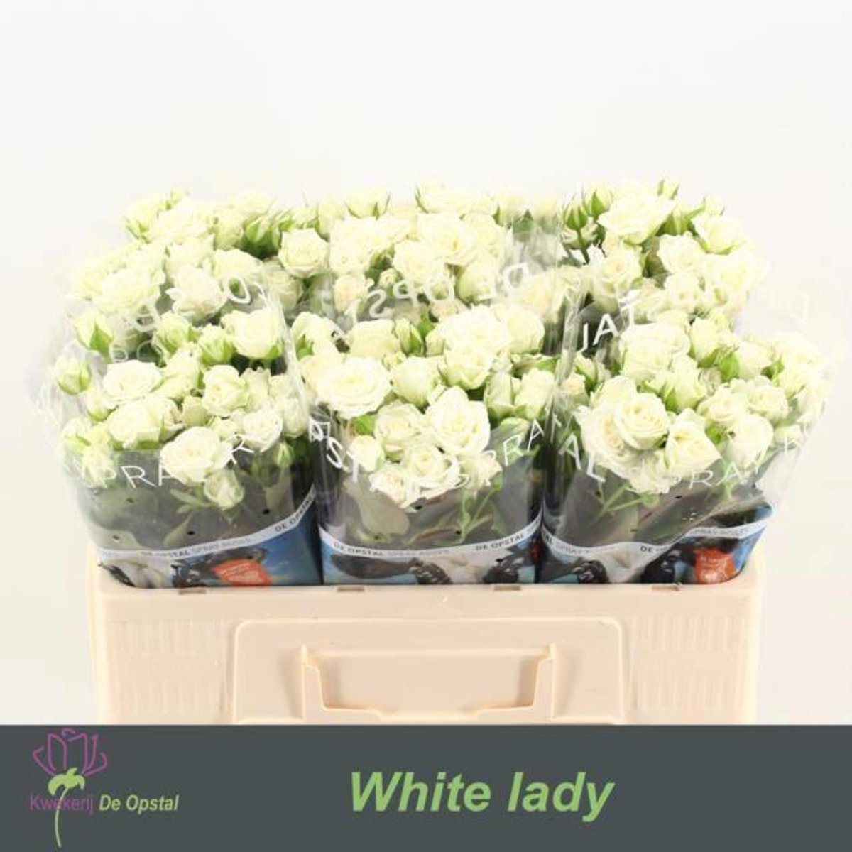 10x Rosa tr. white lady 60cm