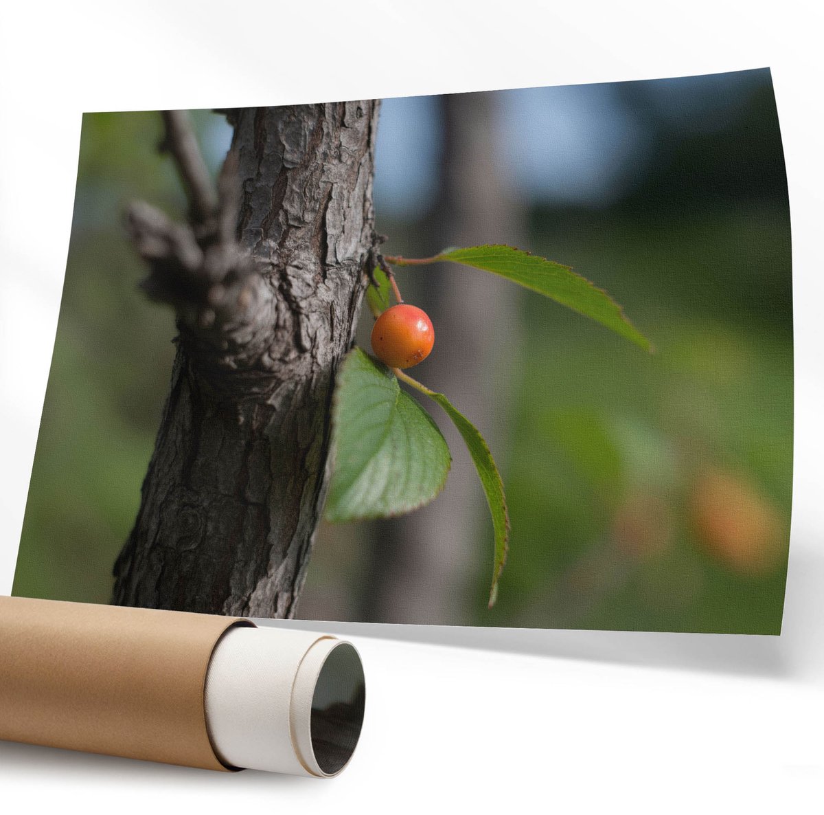 Coloray Polycanvas Poster - Koffiebonen, Fotografie - 594 x 840 mm - Bruin Motief - Rechthoek - Kunstposter - Slaapkamer - Klassiek