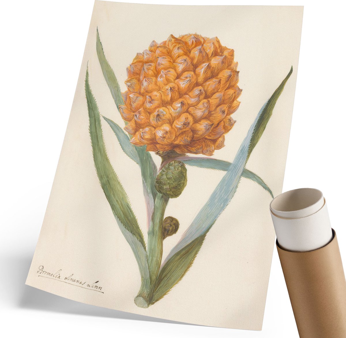 Coloray Polycanvas Poster - Groenten Natuur, Fotografie - 594 x 840 mm - Groen Motief - Rechthoek - Kunstposter - Slaapkamer - Rustiek