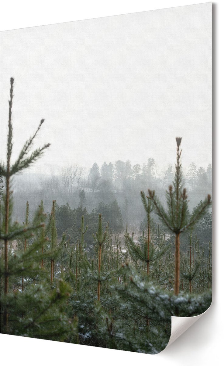 Coloray Polycanvas Wandposter - Groene Naaldbomen, Fotografie - 594 x 840 - Groen Poster - Rechthoek - Interieurdecoratie - Kantoor - Klassiek