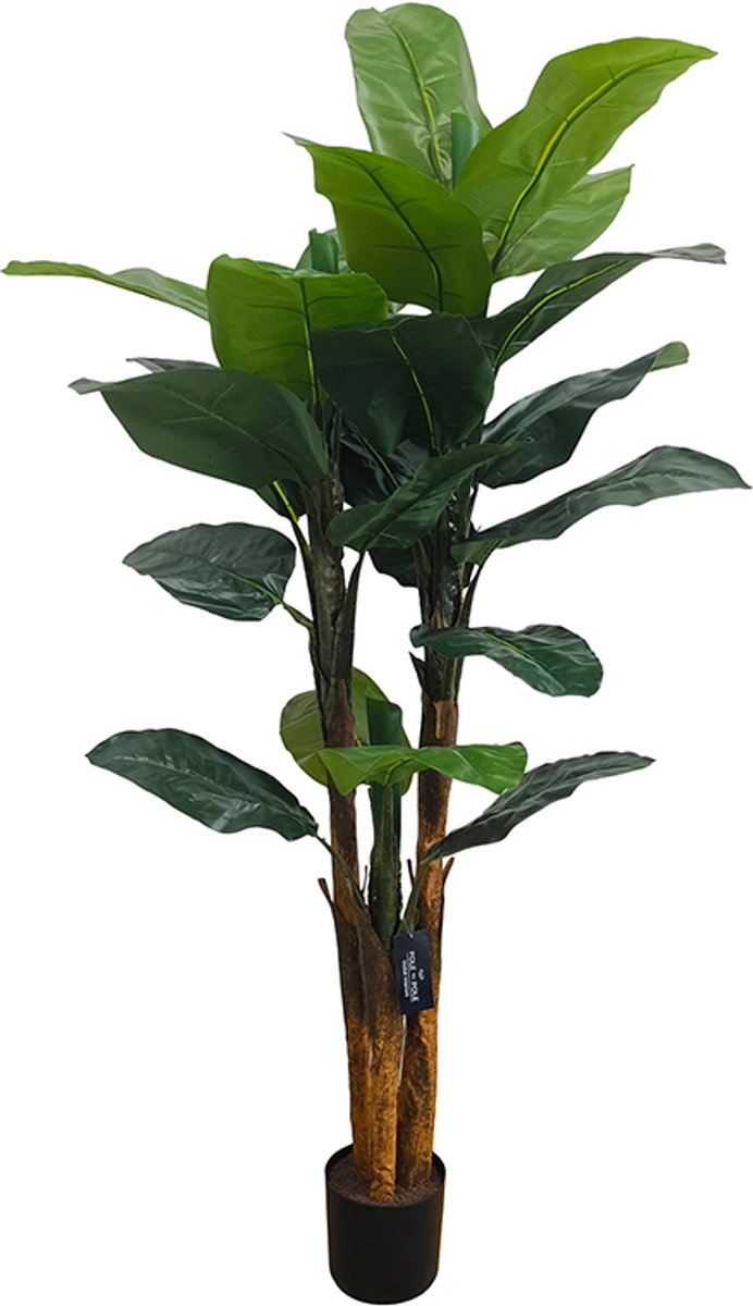 Bananenboom 180cm