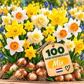 IRONO Narcissenbollen Winterhard Meerjarig – 100 Bloembollen Narcissen Mix