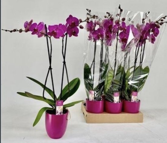 Paarse Phalaenopsis orchidee - potmaat 12 cm