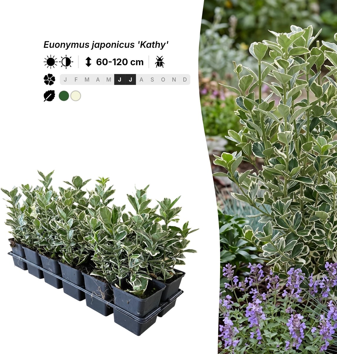 Singleplants - 24x Euonymus japonicus 'Kathy' - Pot P9 - haagplant - winterhard tot -15°C