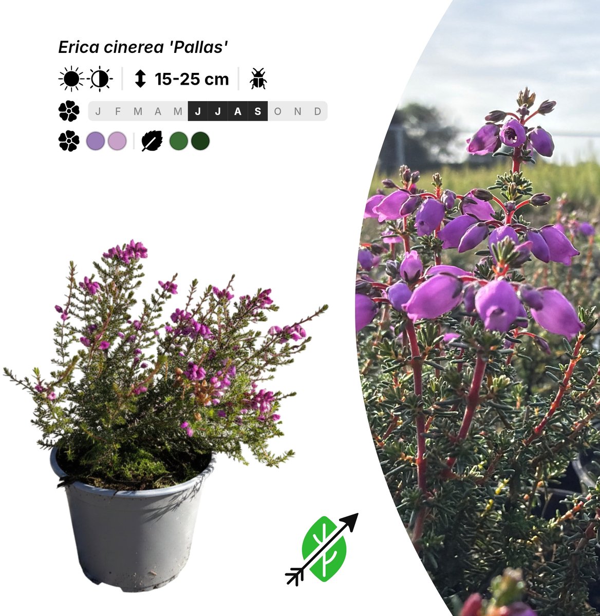 Singleplants - 20x Erica cinerea 'Pallas' - Pot P10,5 - bodembedekker - winterhard tot -20°C