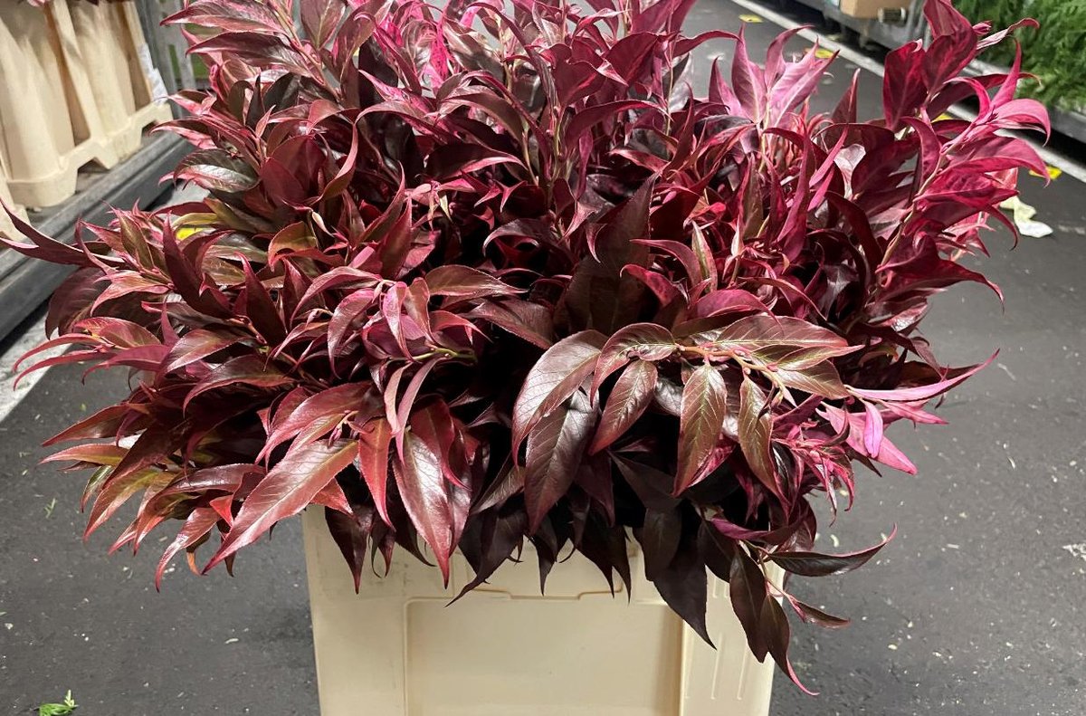 10x Sg leucothoe rood 60cm