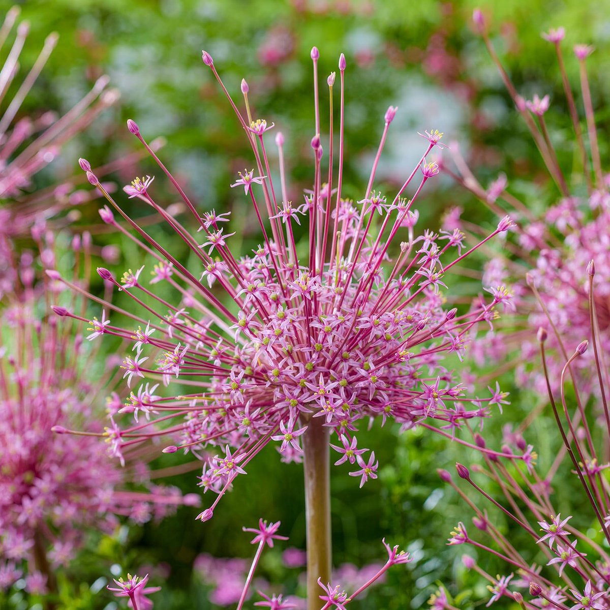 Allium Bloembollen Winterhard - Sierui - Schubertii - 5 stuks - Paars - Bloem bollen - Mix Meerjarig
