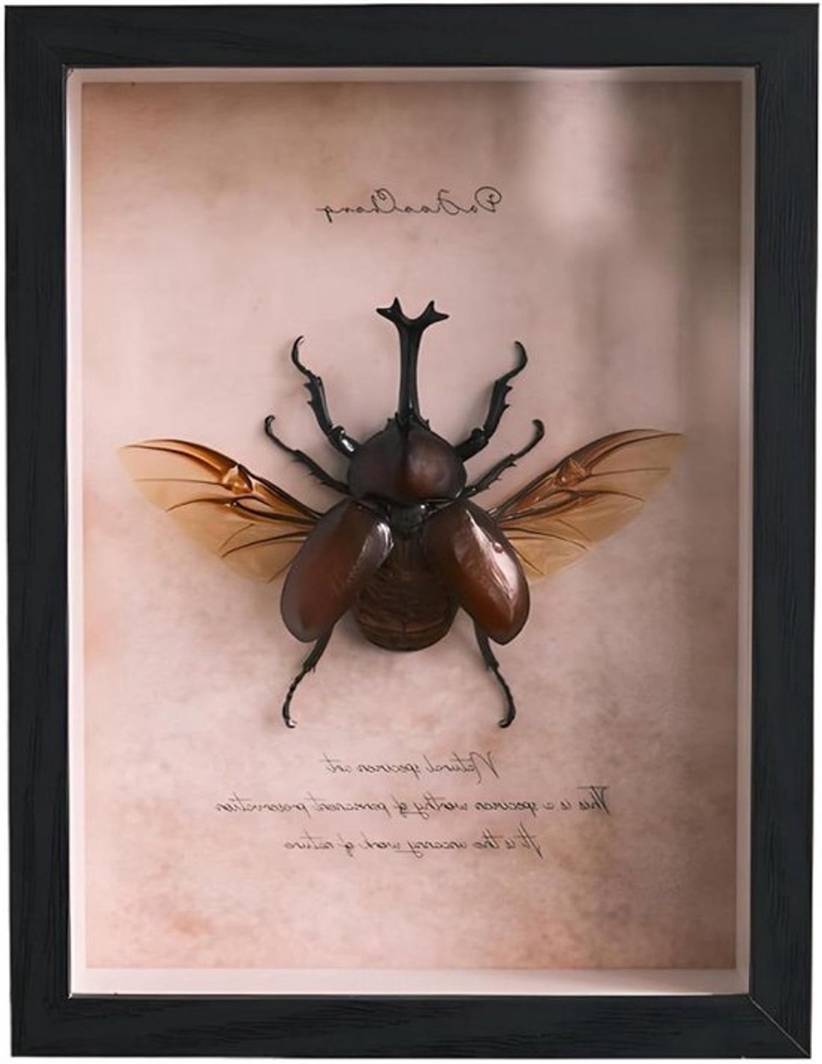 Insectenvitrine - Taxidermie van insecten - Educatieve display - Handgemaakt houten frame - 22 x 17 x 3cm - A