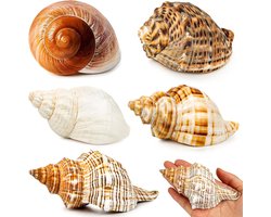 5pcs extra large hermit crab shells, opening size 3.8-6.5cm