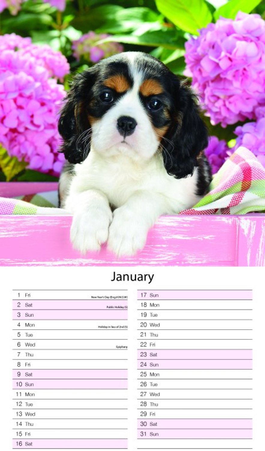 Kittens & Puppies Midi Kalender 2027