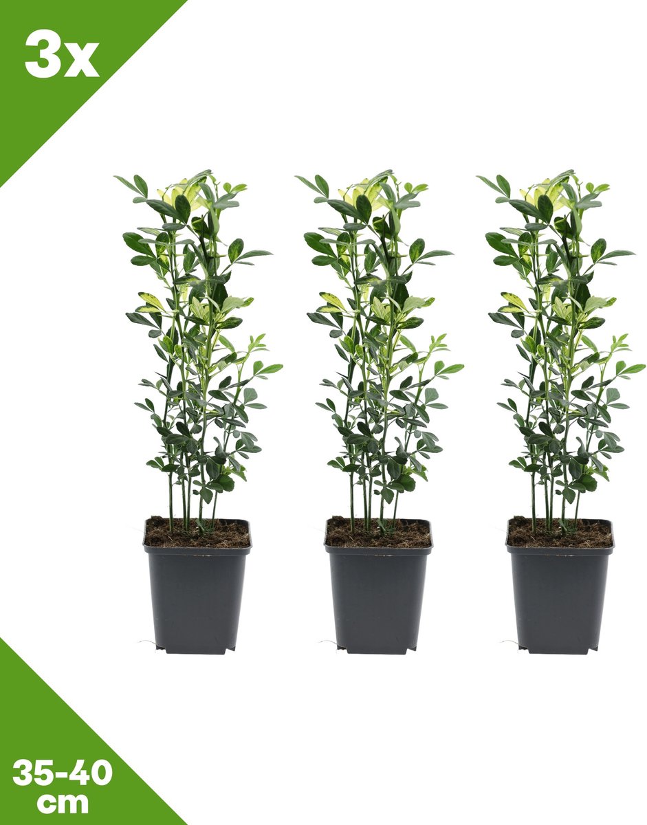 GARDENZO - 3x Citrus trifoliata (Wilde citroen), P9, 35-40 cm - Winterhard