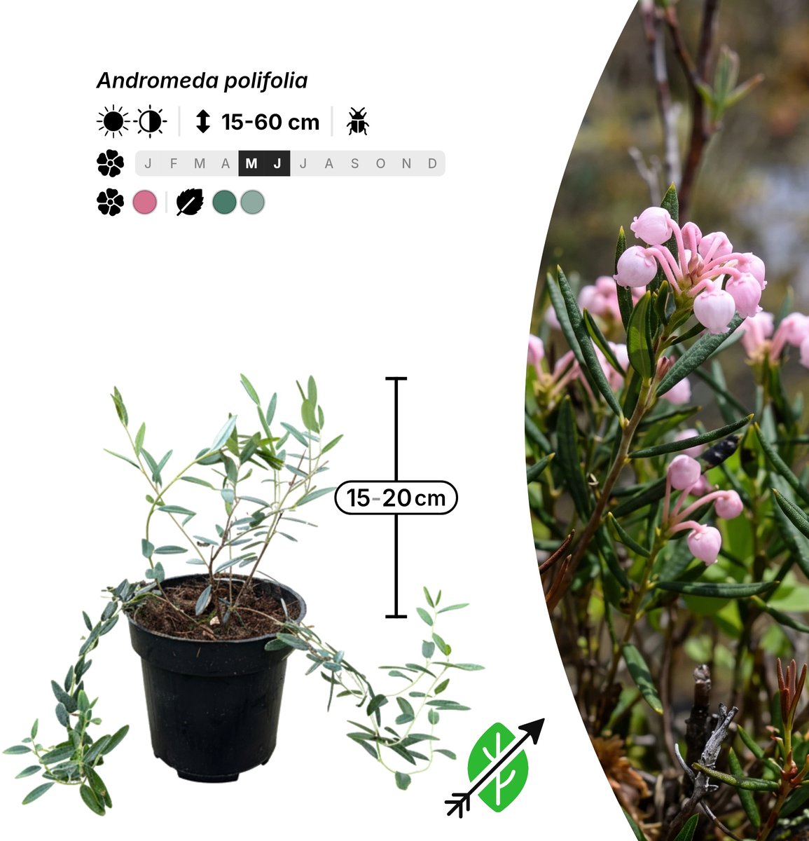 Singleplants - 20x Andromeda polifolia - Pot P9,5 - bodembedekker - winterhard tot -45°C