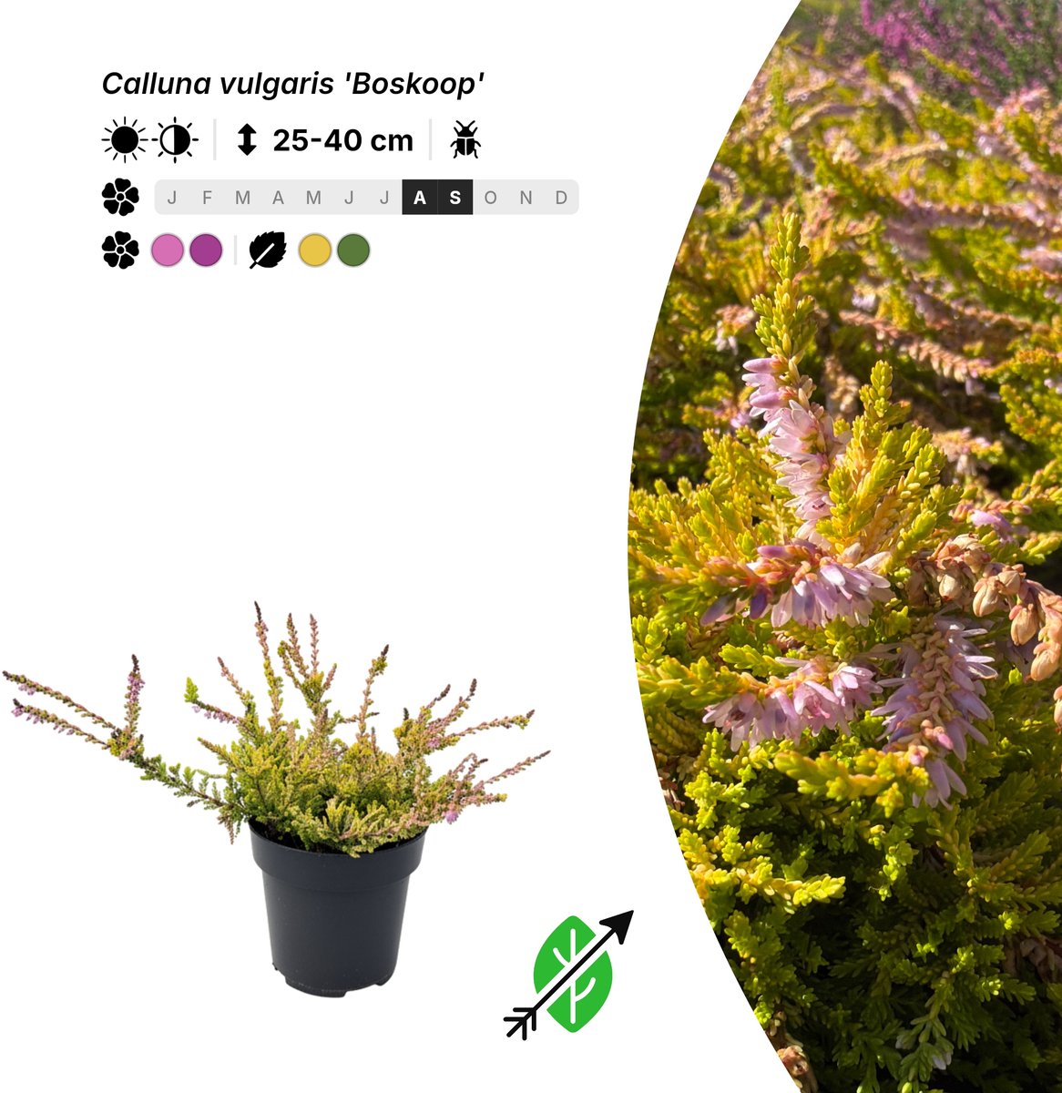 Singleplants - 20x Calluna vulgaris 'Boskoop' - Pot P9,5 - bodembedekker - winterhard tot -30°C