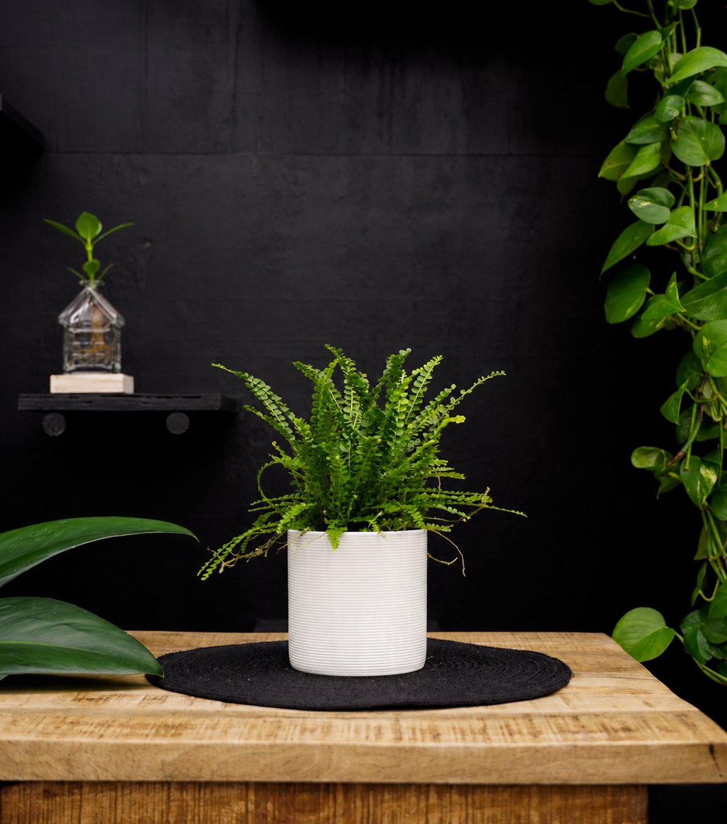 Nephrolepis Duffi | 30cm | met witte keramieken pot