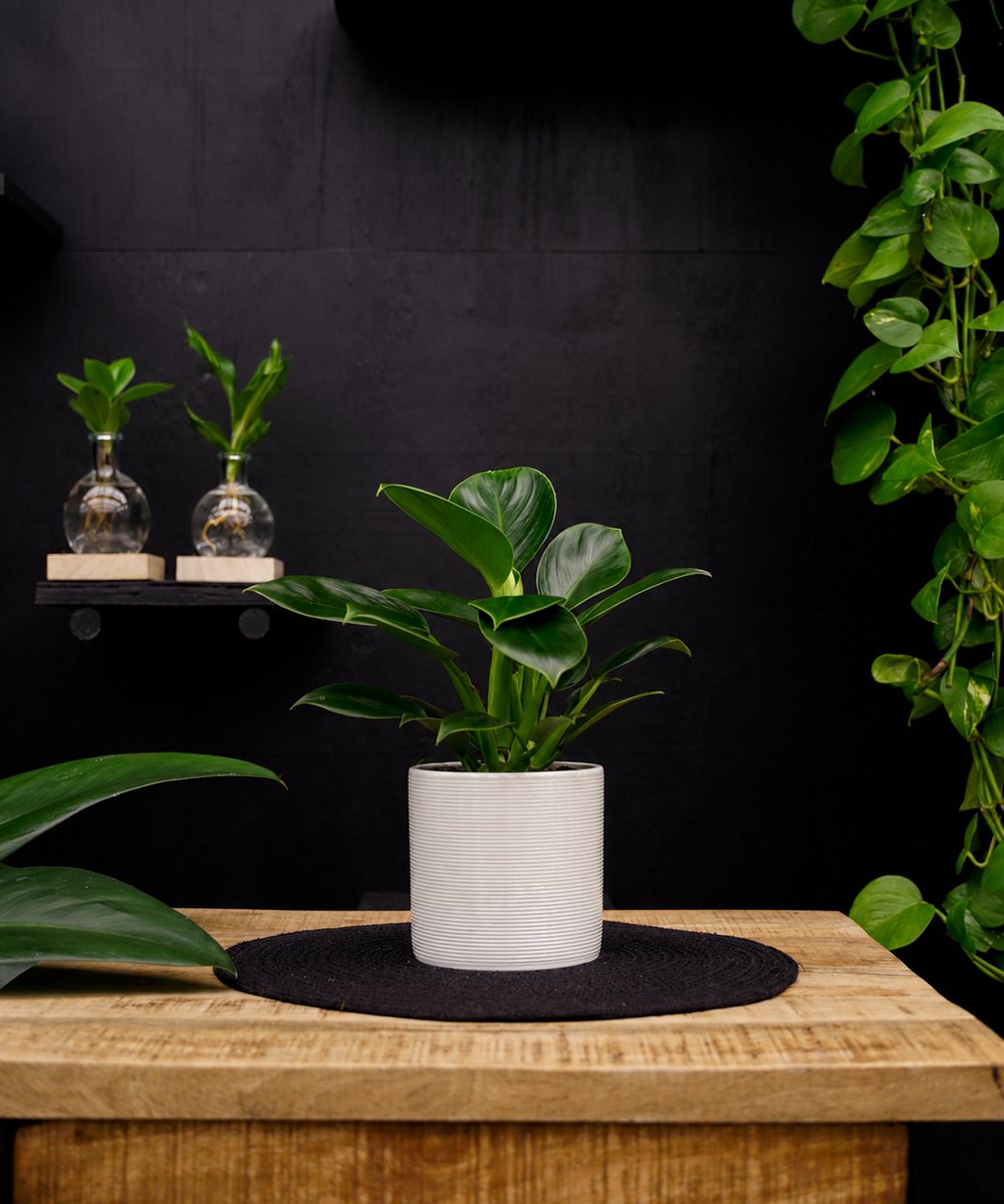 Philodendron Green Princes | 30cm | met witte keramieken pot