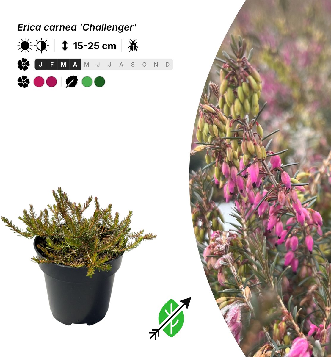 Singleplants - 10x Erica carnea 'Challenger' - Pot P9,5 - bodembedekker - winterhard tot -29°C
