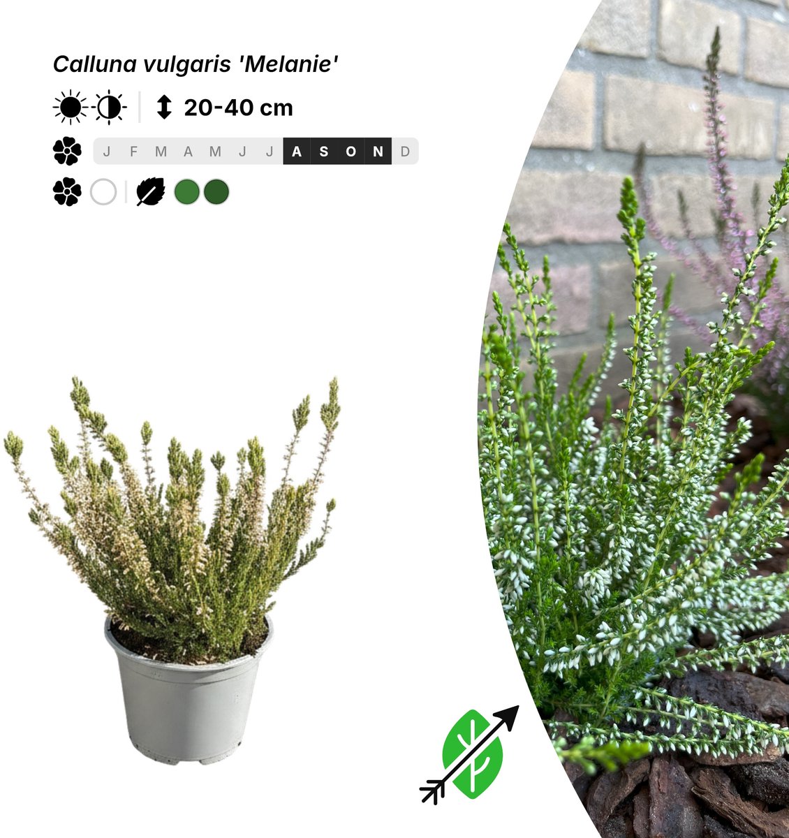 Singleplants - 6x Calluna vulgaris 'Melanie' - Pot P10,5 - bodembedekker - in bloeiperiode