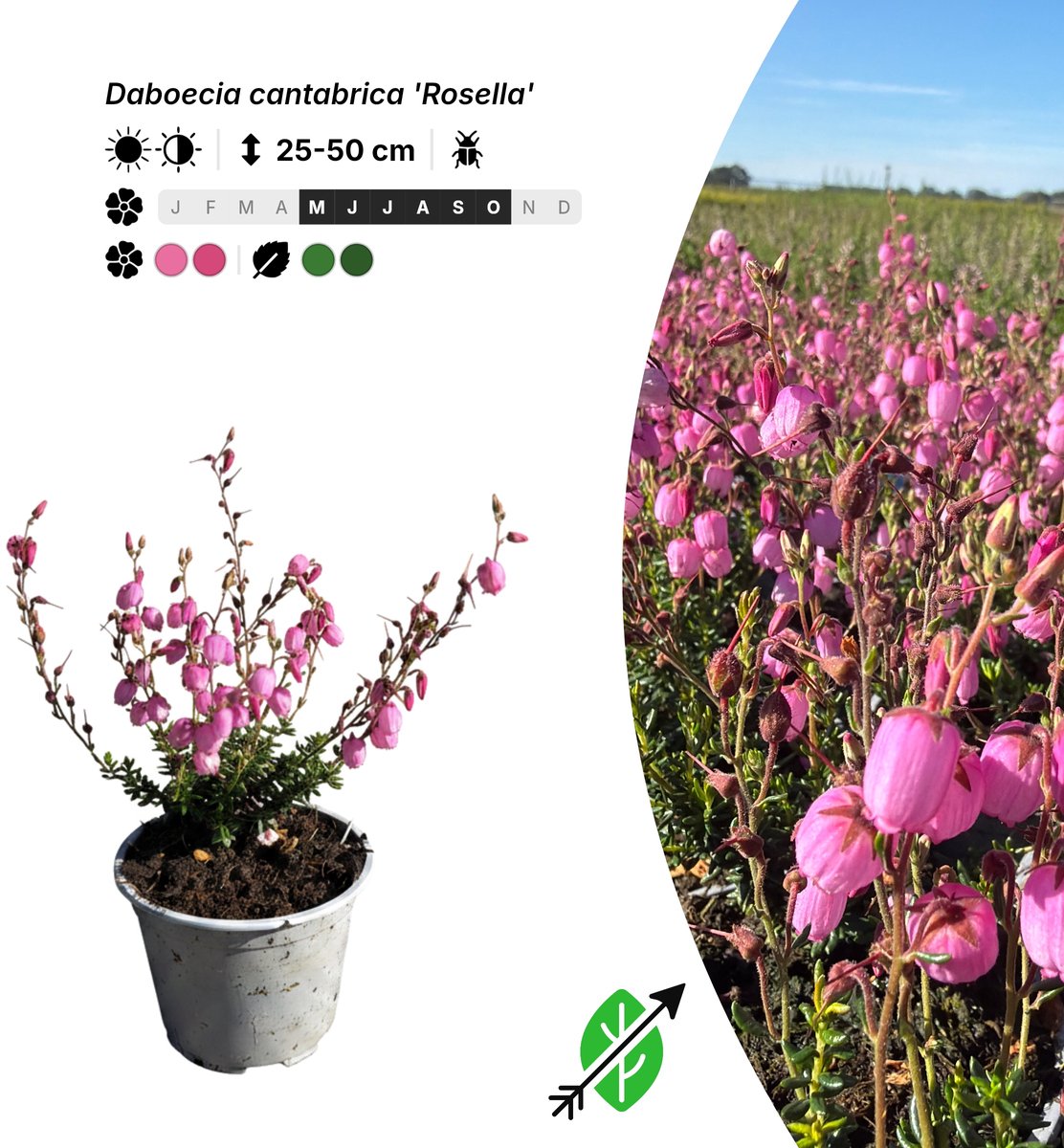 Singleplants - 20x Daboecia cantabrica 'Rosella' - Pot P10,5 - bodembedekker - in bloeiperiode