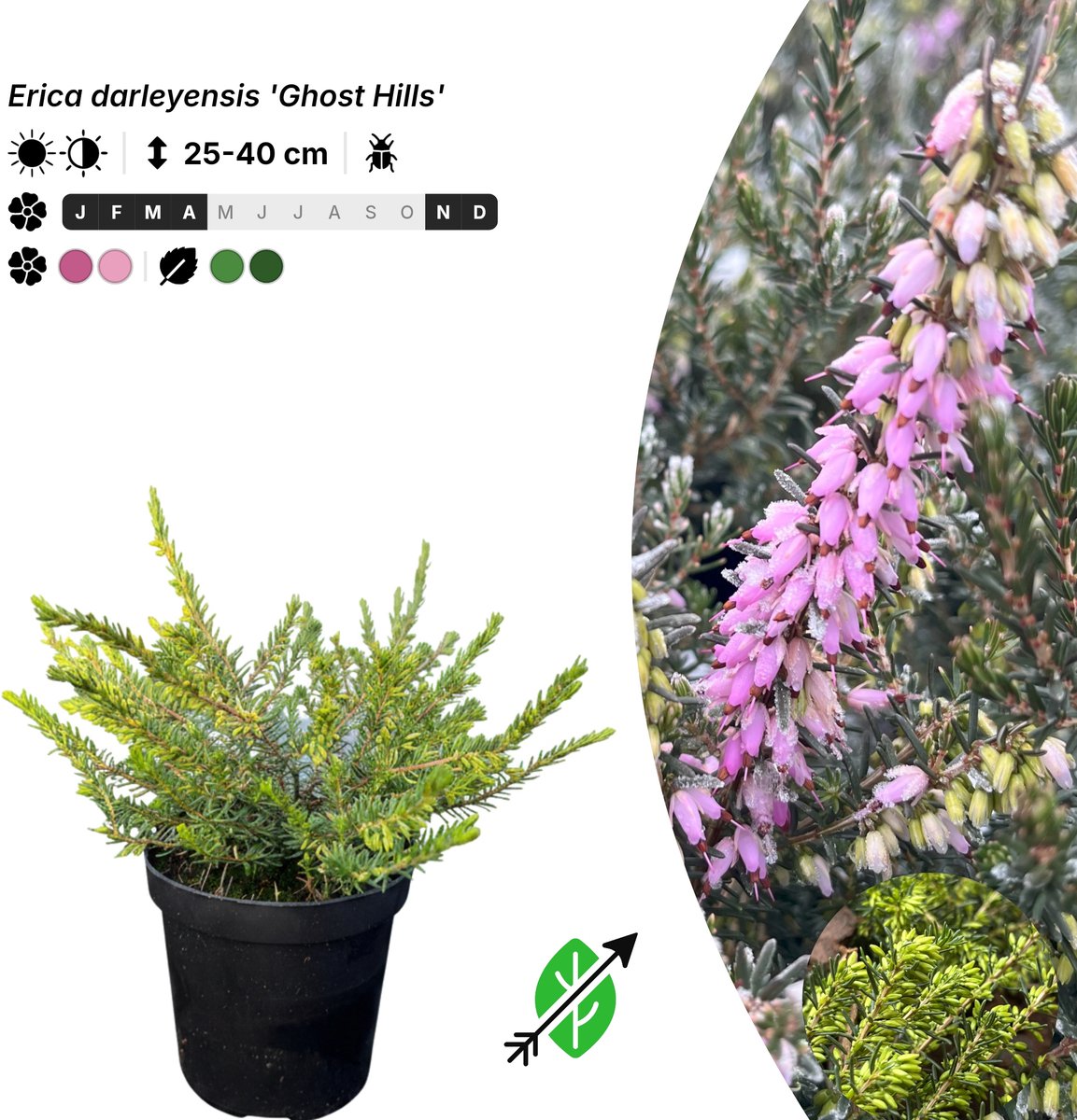 Singleplants - 10x Erica darleyensis 'Ghost Hills' - Pot P9,5 - bodembedekker - winterhard tot -20°C