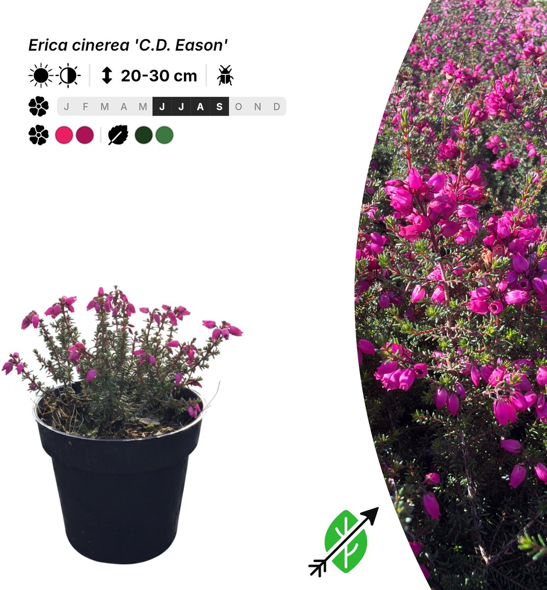 Singleplants - 6x Erica cinerea 'C.D. Eason' - Pot P9,5 - bodembedekker - winterhard tot -23°C