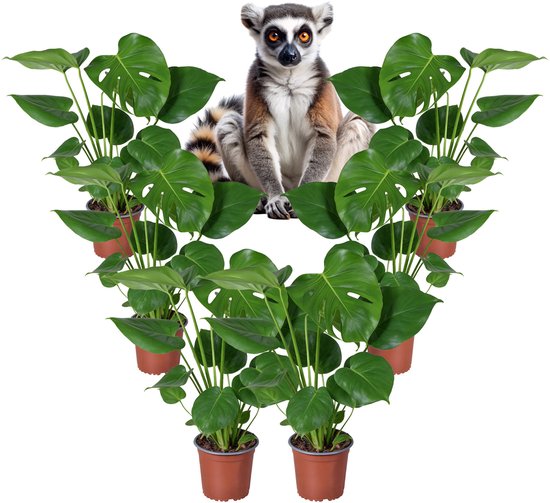 Monstera Deliciosa – Gatenplant – Set van 6 – 50–55 cm – Pot 14 cm – Luchtzuiverend kamerplanten