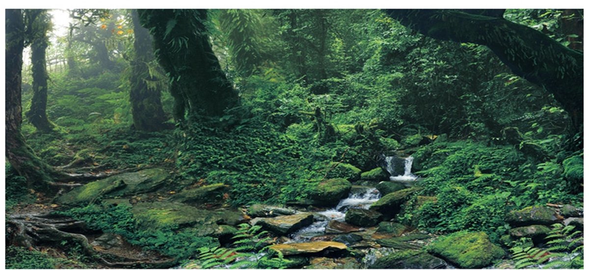 Aquarium achtergrond poster - zelfklevende PVC sticker met rivier en groen bos - 61 x 41 cm