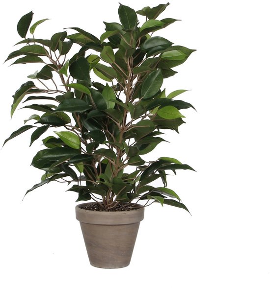 Kunstplant Ficus Natsja met donkergroene bladeren in een grijze pot.