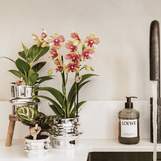 Drie kamerplanten in zilveren potten op een aanrecht naast een Loewe zeepdispenser.