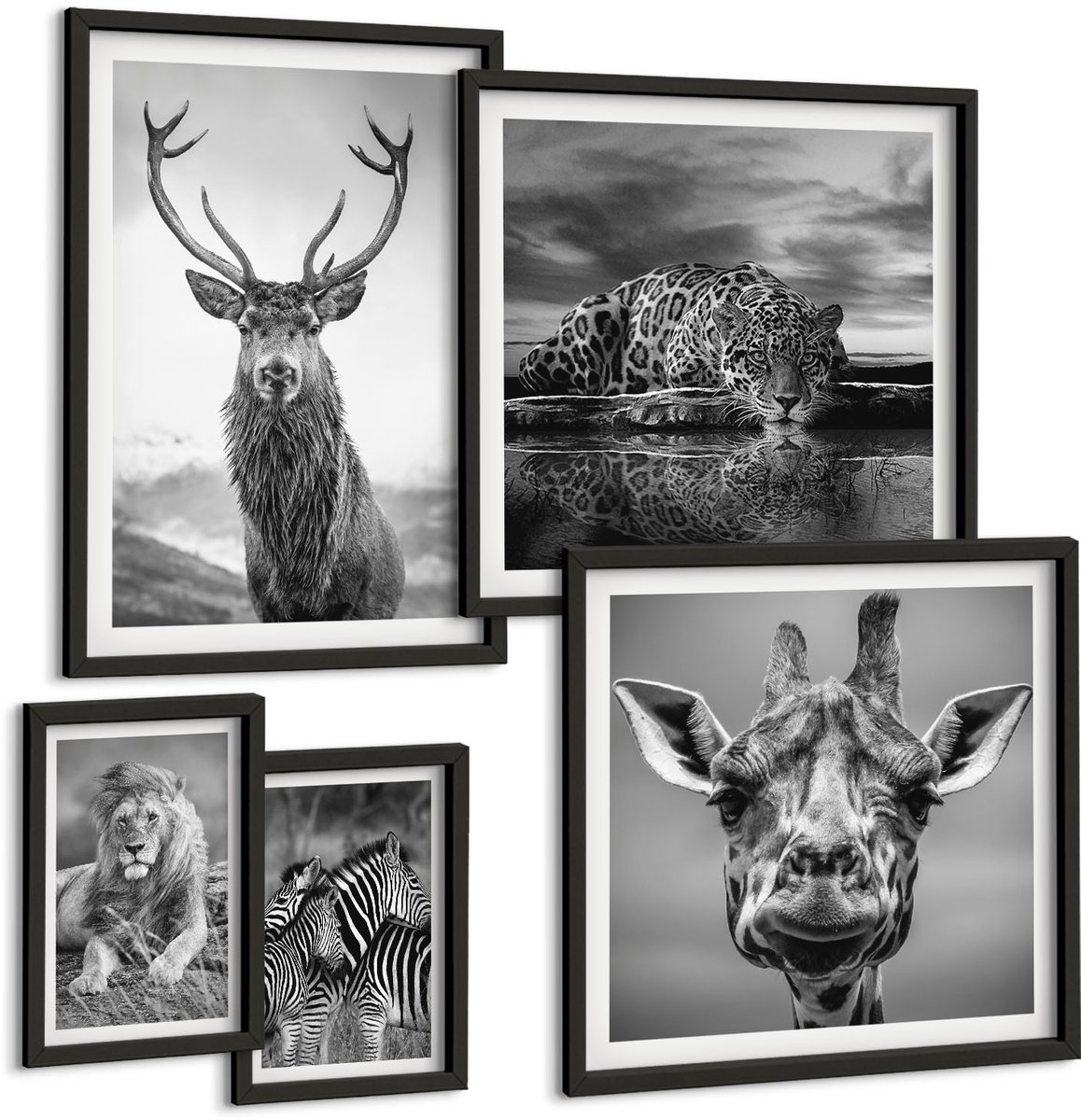 Coloray 5-Delige Schilderij Set - Dieren In Zwart-Wit Uit De Natuur En Het Wild. - 50 x 50 cm, 20 x 30 cm En 40 x 60 cm - Muurdecoratie - Decoratieve Schilderijen - Wohnzimmer Zwarte lijst